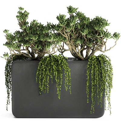A collection of small exotic hanging succulents plants in black pots with a fat woman, Crassula. Set 811. — Ver 5