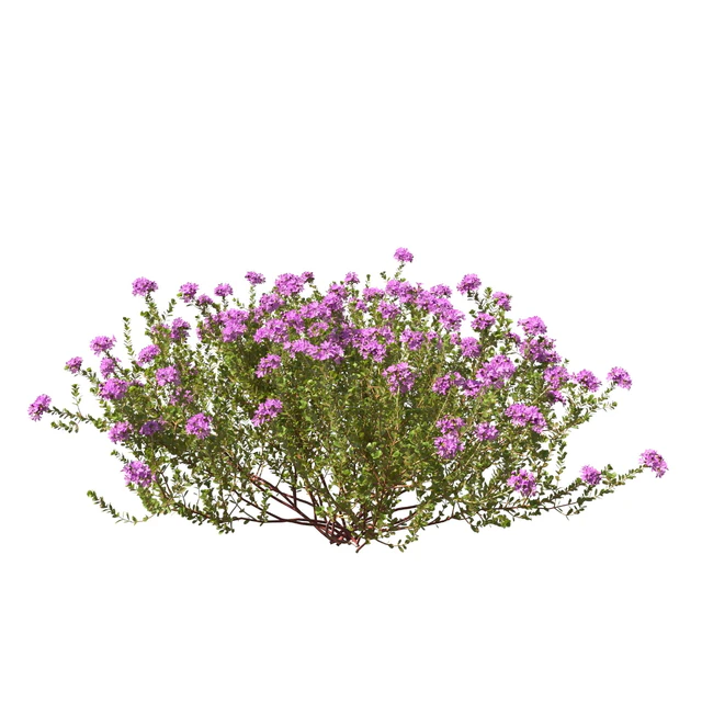 Тимьян обыкновенный thymus vulgaris — Скачать