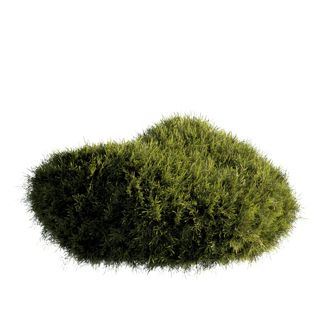 bush outdoor grass 081 — Скачать