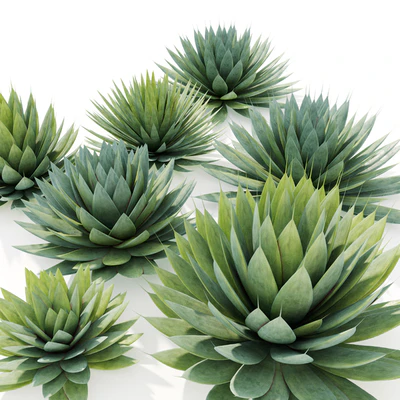 Agave plant — Вид 4
