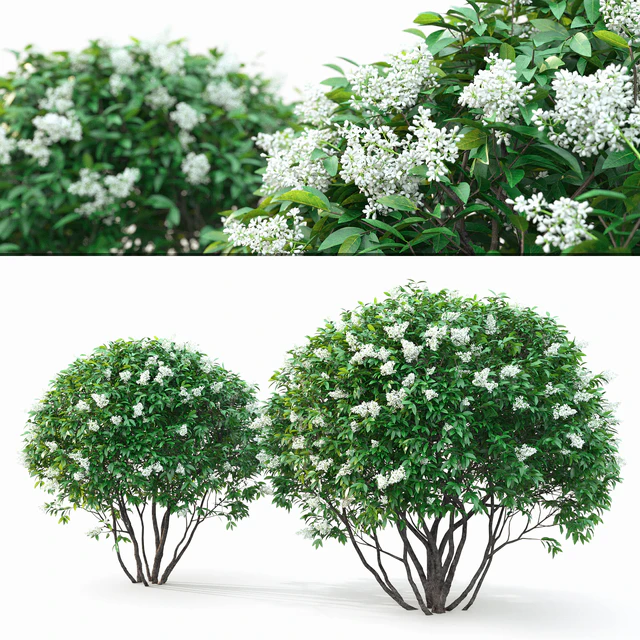 Ligustrum flowering — Descargar