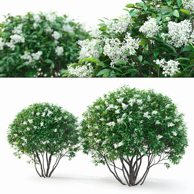 Ligustrum flowering — Ver 1