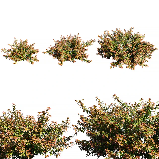 Abelia x grandiflora RED — Скачать