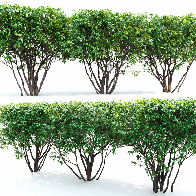 Birucina (Ligustrum) hedge №2 — Descargar