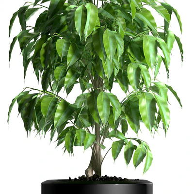 PLANTS 128 — Ver 2