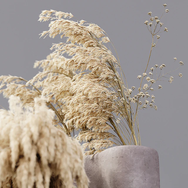 Dry Plants — Скачать
