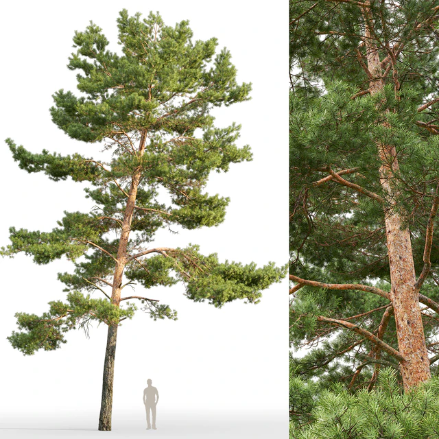 Pine — Descargar