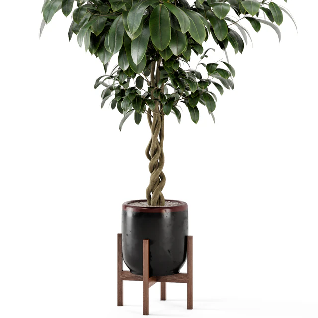 Indoor Plants in Combination of wood & concrete Pot - Set 301 — Descargar