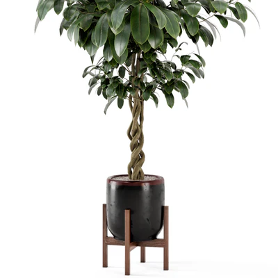 Indoor Plants in Combination of wood & concrete Pot - Set 301 — Ver 7