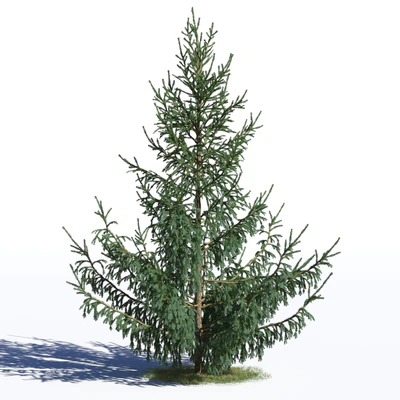 coniferous trees 026 — Descargar