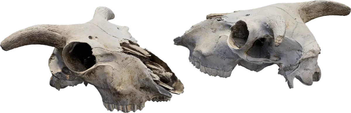 animal skull 004 — Descargar