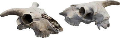 animal skull 004 — Descargar