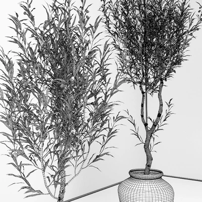 Olive Tree — Ver 3