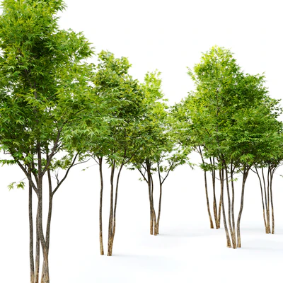 Two maple tree — Вид 2