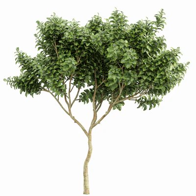 Michelia Champaca and Catalpa Bignonioides and Orchid Fragrant Flower — Вид 4