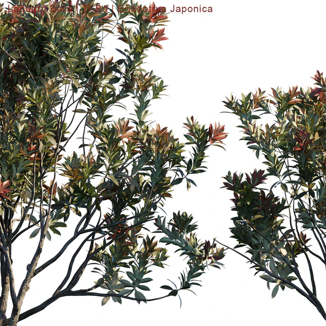 Loquat | Biwa | Eriobotrya Japonica V2 — Скачать