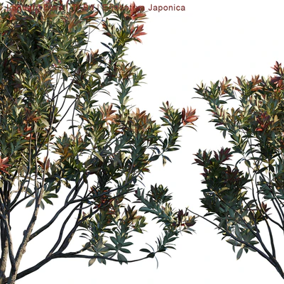 Loquat | Biwa | Eriobotrya Japonica V2 — Вид 3