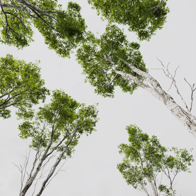 HQ Plants Castanea Sativa — Ver 4