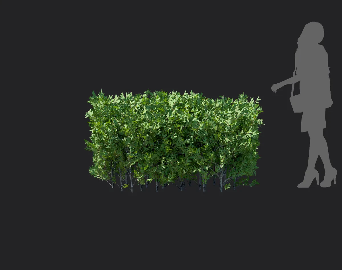 elaeagnus pungens 005 — Скачать