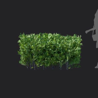 elaeagnus pungens 005 — Скачать
