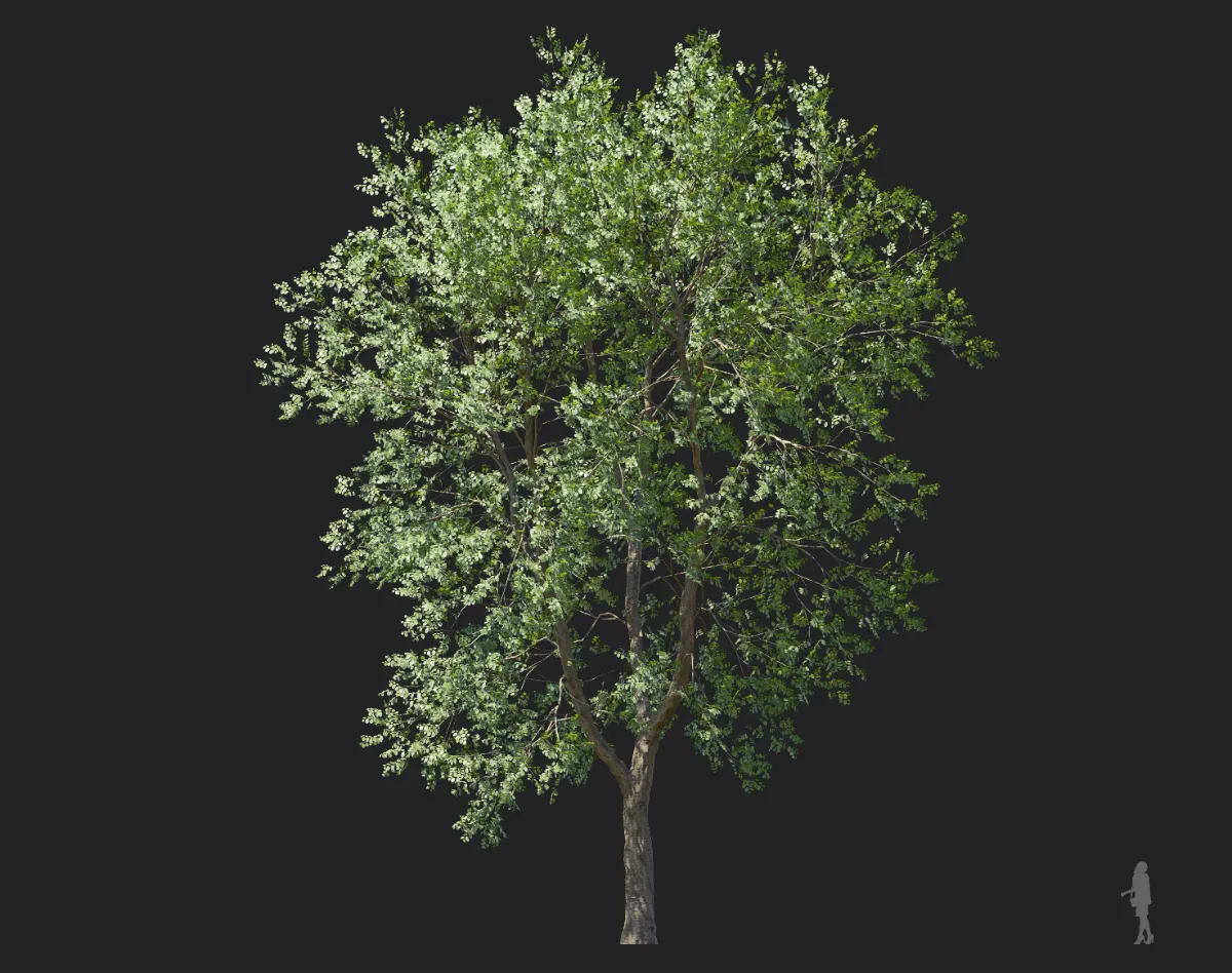celtis koraiensis 006 — Скачать