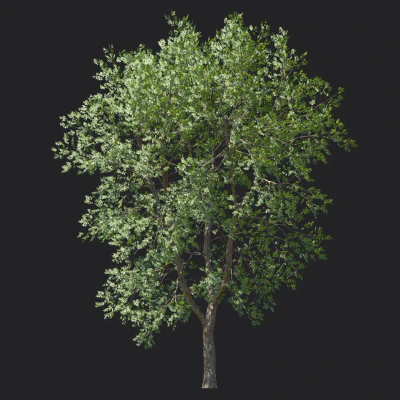celtis koraiensis 006 — Скачать