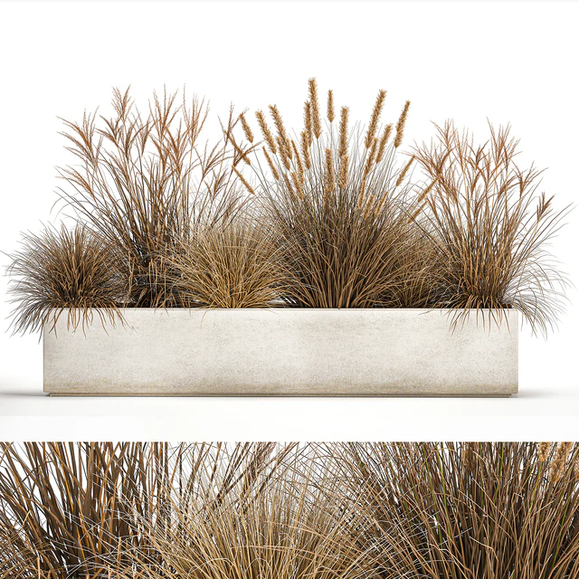 Collection of dried flower plants in a pot of Pampas grass, reeds, flowerbed, landscaping, bushes. 1072. — Descargar