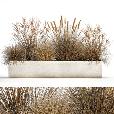 Collection of dried flower plants in a pot of Pampas grass, reeds, flowerbed, landscaping, bushes. 1072. — Ver 1