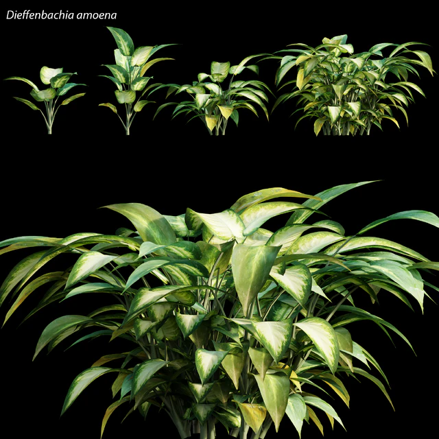 Dieffenbachia amoena — Descargar