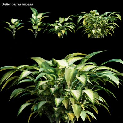 Dieffenbachia amoena — Descargar