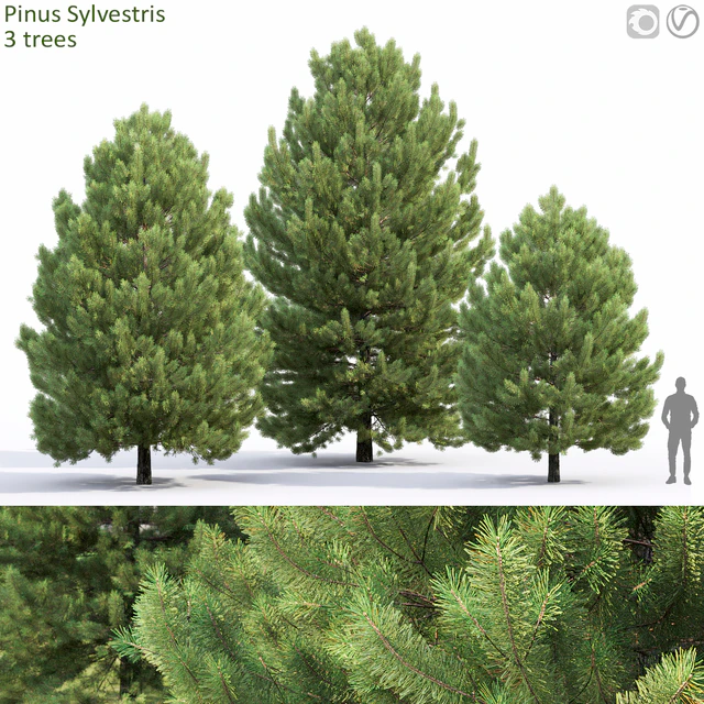 Pine — Descargar