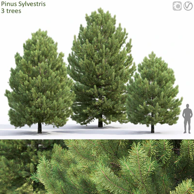 Pine — Ver 1