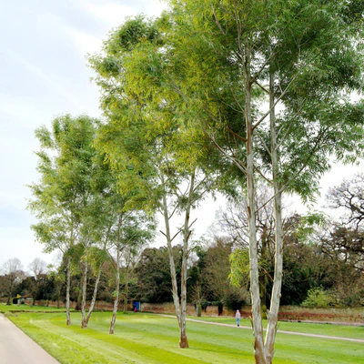 Eucalyptus 2 — Вид 2