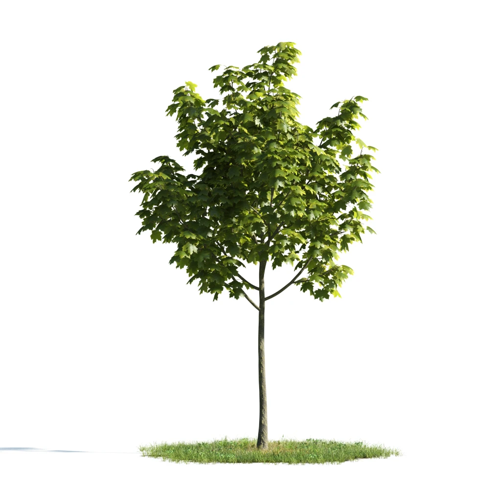 trees 017 — Скачать