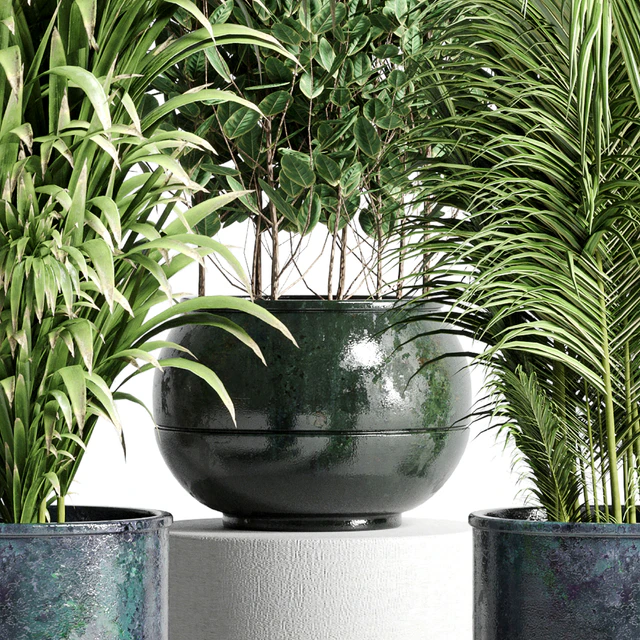 collection Indoor plant 115 metal dirt old vase handmade pot plant ravenala ficus rubbery palm — Descargar