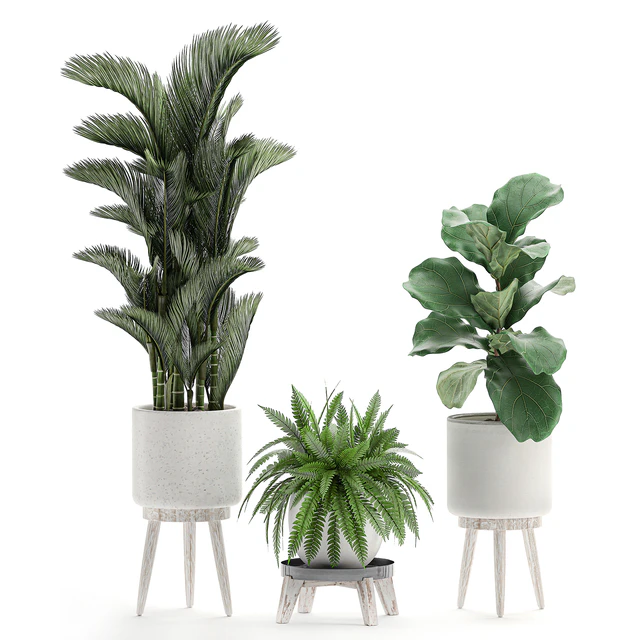 Collection of plants in white pots on legs with Dipsis palm, banana, fern, ficus lirata, strelitzia, ravenala. Set 573. — Descargar