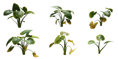 taro 002 — download