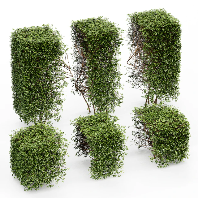 Dwarf Yaupon Holly - Spherical + Box hedge — Descargar
