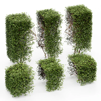 Dwarf Yaupon Holly - Spherical + Box hedge — Ver 4
