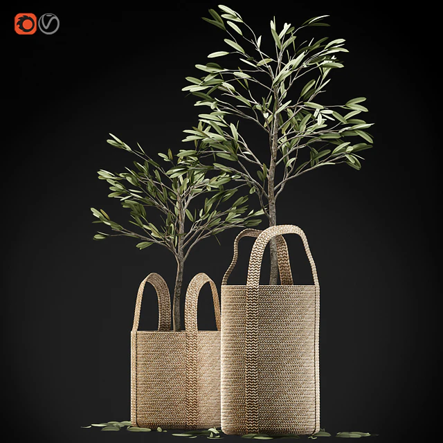 Wicker basket containing the delicate olive tree in pastel tones — Descargar