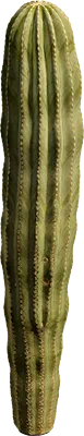 cactus 004 — Скачать