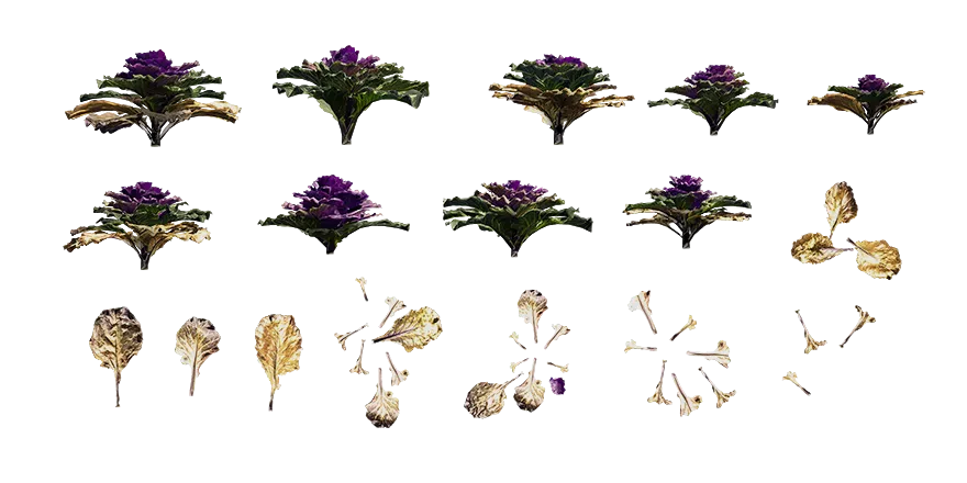 purple ornamental kale 001 — Скачать