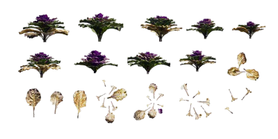 purple ornamental kale 001 — Скачать