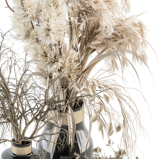 Dry plants 70 - Dried Pampas Set — Descargar