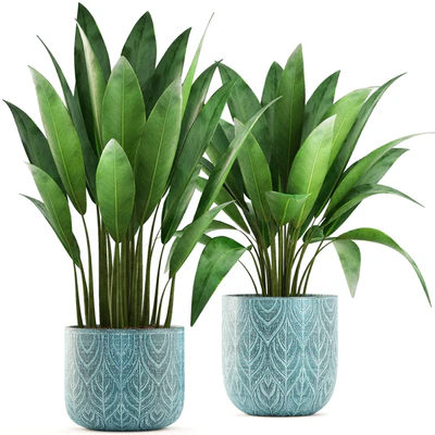 Strelitzia in a pot. Bush, flowerpot, pot, Scandinavian, banana, indoor, interior plants — Ver 1