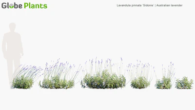 lavandula pinnata sidonie — download