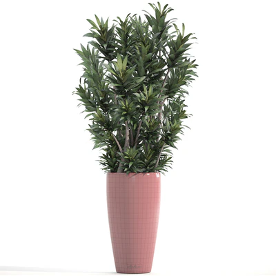Dracaena 5, Драцена Рефлекса, цветок, горшок, куст, вазон, интерьерная, декоративная — Вид 2