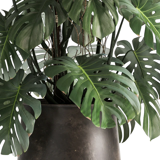 An exotic plant in a rusty metal pot with a Monstera bush. 1001. — Descargar