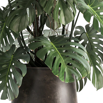 An exotic plant in a rusty metal pot with a Monstera bush. 1001. — Ver 3