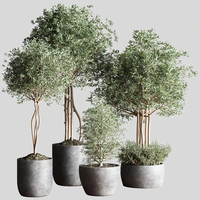 Indoor Plant Set12 — Вид 1